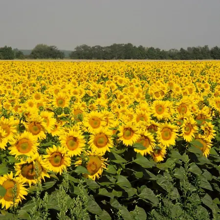 Het Herenhuis Feriehus *