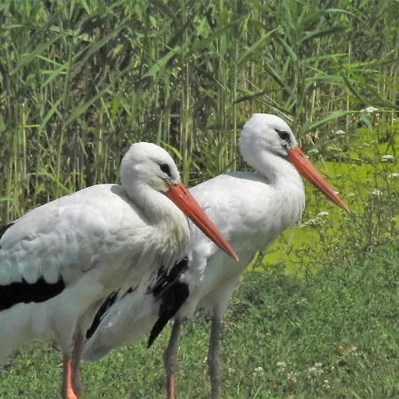 Het Herenhuis Poroszló